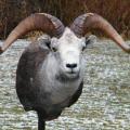 Stone Sheep Stone Sheep